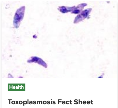 Toxoplasmosis fact sheet